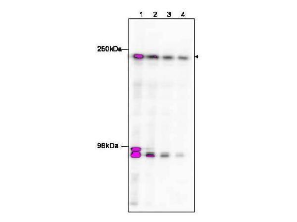 a02151 taf1 primary antibodies wb testing 3_1