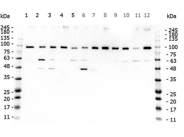 a02151 taf1 primary antibodies wb testing 5_1
