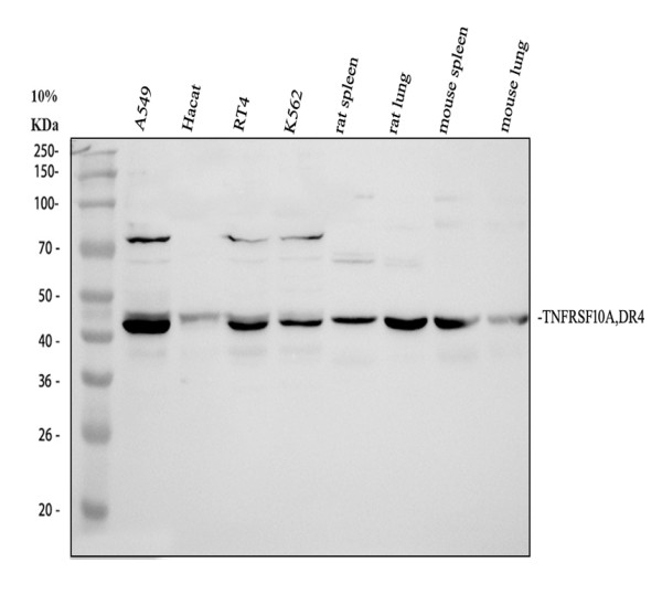 a02152 tnfrsf10a primary antibodies wb testing 1