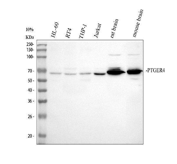 a02153 2 ptger4 primary antibodies wb testing 1