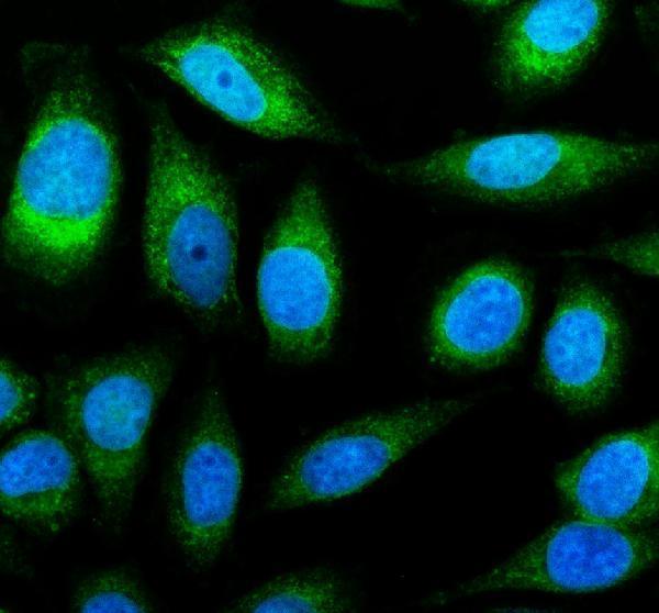 a02154 2 ckap4 primary antibodies if testing 1