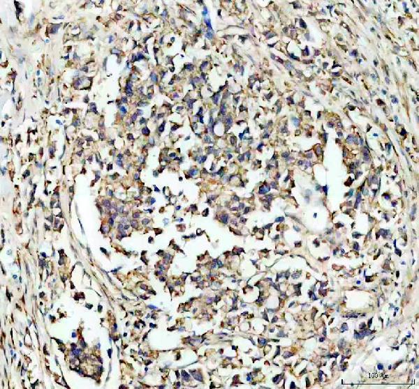 a02154 2 ckap4 primary antibodies ihc testing 2