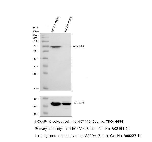 a02154 2 ckap4 primary antibodies wb testing 3
