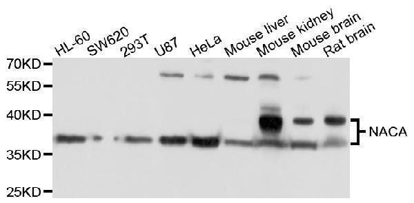 Western blot analysis of extracts of various cell lines, using NACA antibody at 1:1000 dilution