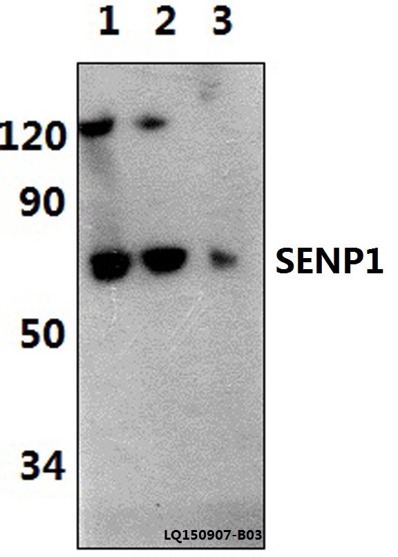a02156 2 senp1 primary antiboties wb testing 1