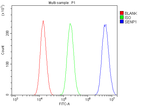  Flow Cytometry analysis of A549 cells using anti-SENP1 antibody (A02156-3)