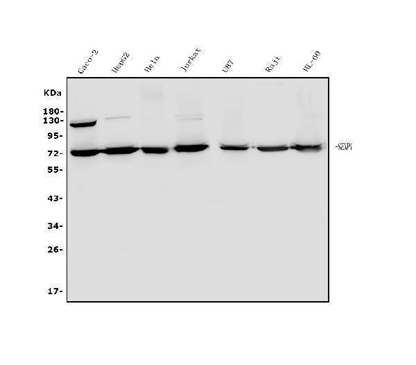  Western blot analysis of SENP1 using anti-SENP1 antibody (A02156-3)