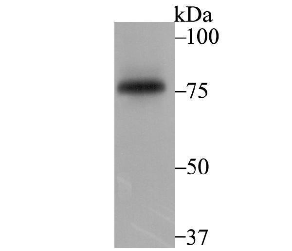 Western blot analysis of SENP1 on K562 cell using anti-SENP1 antibody at 1/1,000 dilution