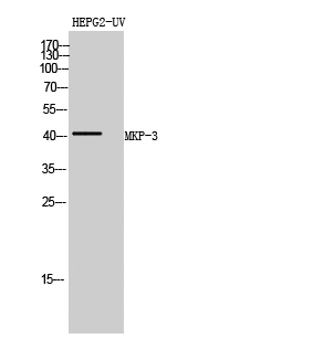 a02157 1 dusp6 primary antibodyes wb testing 1