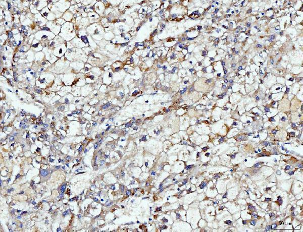  IHC analysis of DUSP6 using anti-DUSP6 antibody (A02157-2)