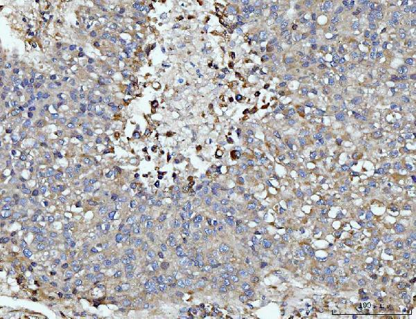  IHC analysis of DUSP6 using anti-DUSP6 antibody (A02157-2)