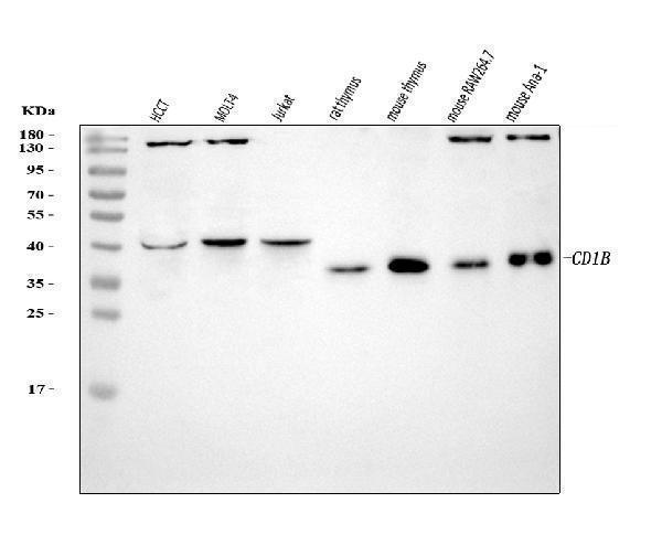 a02158 2 cd1b primary antibodies wb testing 1