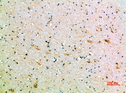 a02158 cd1b primary antibodies ihc testing 1