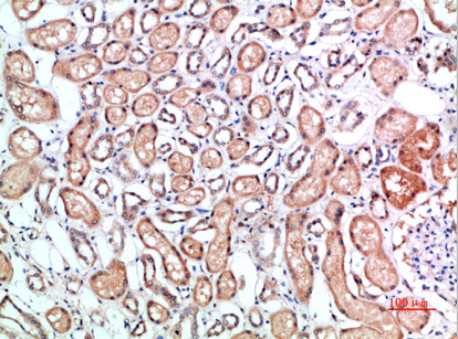 a02158 cd1b primary antibodies ihc testing 3