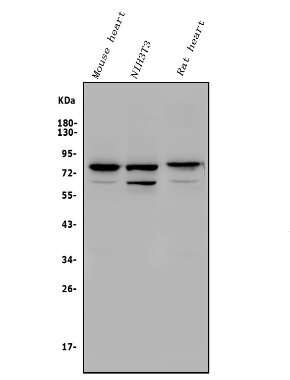  Western blot analysis of Rad17 using anti-Rad17 antibody (A02159-2)