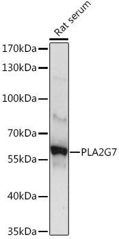 a02164 pla2g7 primary antiboties wb testing 1