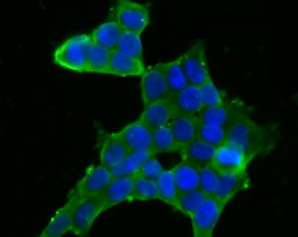 a02165 1 fkbp4 primary antiboties icc testing 2