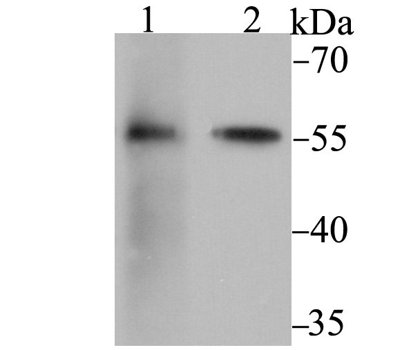 a02165 1 fkbp4 primary antiboties wb testing 1