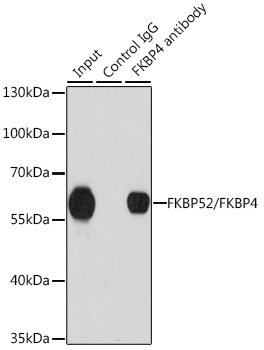 a02165 fkbp4 primary antiboties ip testing 4