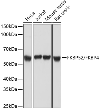 a02165 fkbp4 primary antiboties wb testing 1