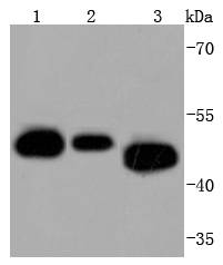 a02169 1 cdc37 primary antiboties wb testing 1