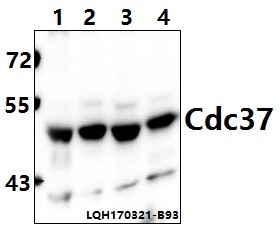 a02169 cdc37 primary antiboties wb testing 1
