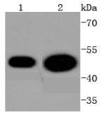 a02169s13 cdc37 primary antiboties wb testing 1
