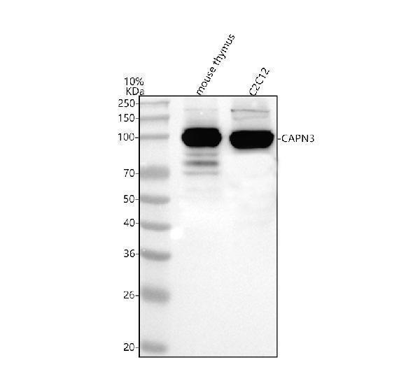 a02170 2 capn3 primary antibodies wb testing 1