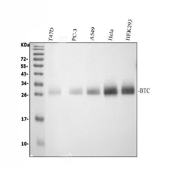 a02171 3 btc primary antibodies wb testing 1_1