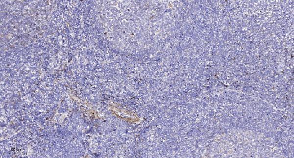 Immunohistochemical analysis of paraffin-embedded human tonsil