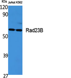 Western Blot analysis of various cells using Rad23B Polyclonal Antibody
