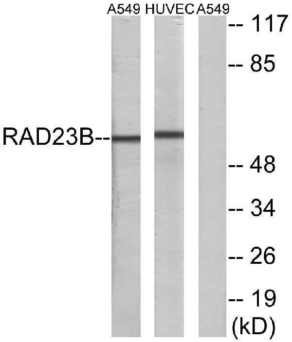 Western blot analysis of lysates from A549 and HUVEC cells, using RAD23B Antibody