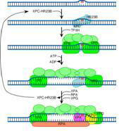 NER mechanism recognizes damaged DNA regions based on their abnormal structure as well as on their abnormal chemistry, then excises and replaces them