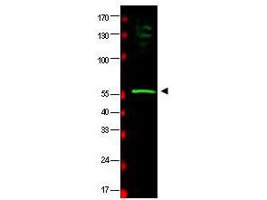 Western blot using Boster