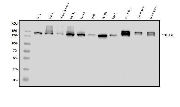 a02175 2 dctn1 primary antibodies wb testing 1