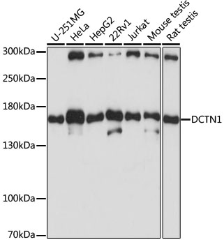 Western blot analysis of extracts of various cell lines, using DCTN1 antibody  at 1:1000 dilution