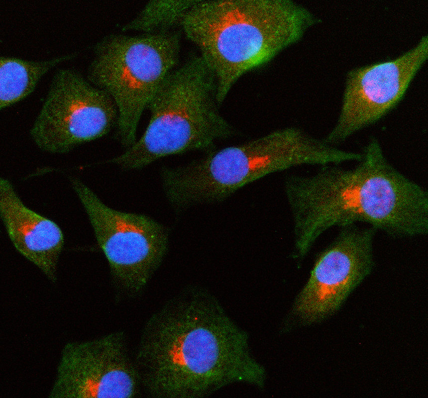 a02176 1 golga5 primary antibodies if testing 1