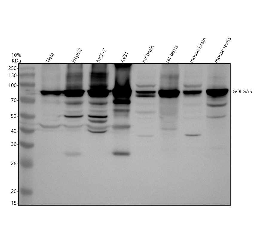 a02176 1 golga5 primary antibodies wb testing 1