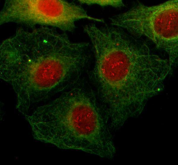 a02178 1 thap1 primary antibodies if testing 1