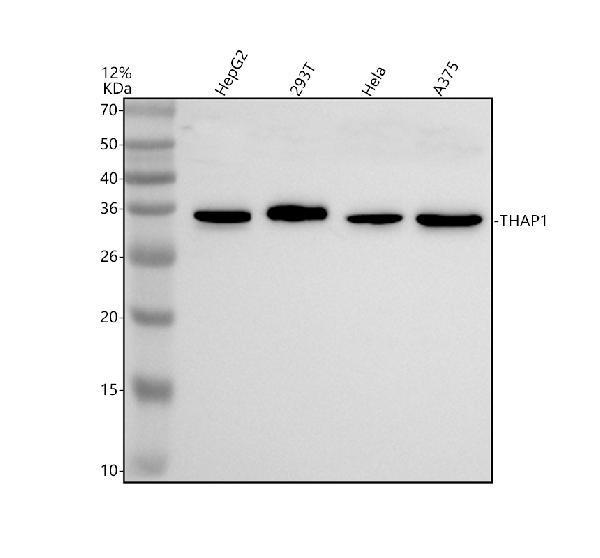 a02178 1 thap1 primary antibodies wb testing 1