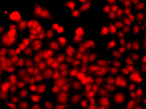 a02178 thap1 primary antiboties if testing 2