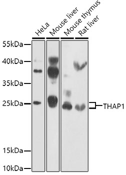 a02178 thap1 primary antiboties wb testing 1