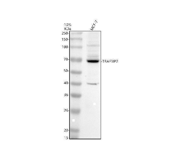 a02179 3 traf3ip2 primary antibodies wb testing 1