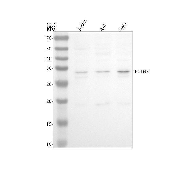 Western blot analysis of EGLN3 using anti-EGLN3 antibody (A02182-2)