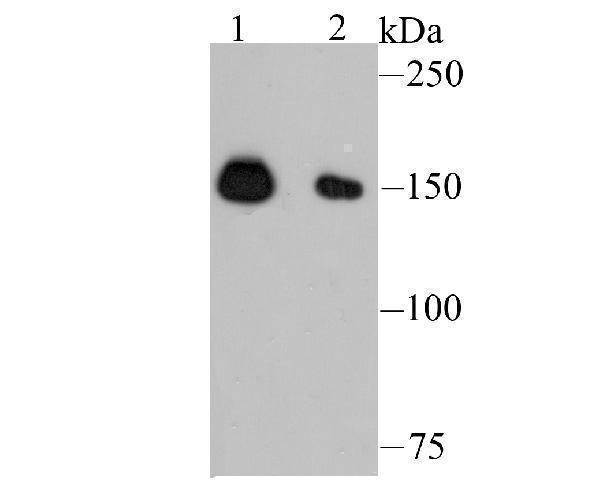 Western blot analysis of NUP153 on K562 (1) and HepG2 (2) cell lysate using anti-NUP153 antibody at 1/500 dilution