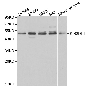 a02187 1 kir3dl1 primary antiboties wb testing 1