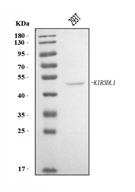  Western blot analysis of KIR3DL1 using anti-KIR3DL1 antibody (A02187-2)