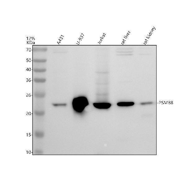 Western blot analysis of PSMB8 using anti-PSMB8 antibody (A02188-3)