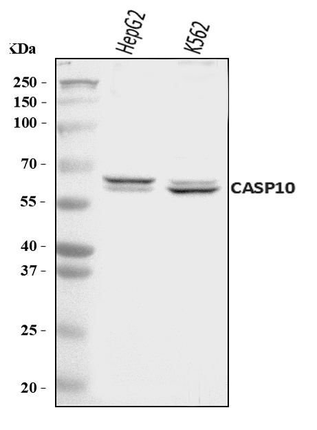  Western blot analysis of Caspase-10/CASP10 using anti-Caspase-10/CASP10 antibody (A02190-2)