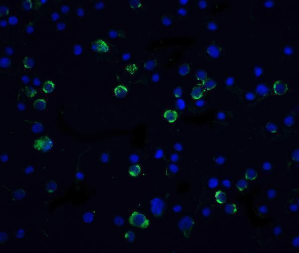 Immunocytochemistry of Casp10 in Hela cells with Caspase 10 antibody at 5 μg/mL